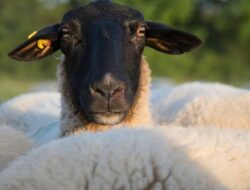 Cek Informasi Terbaru: Harga Kambing Kurban Tahun 2025
