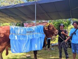 Prabowo Sumbang 7 Sapi Kurban Raksasa di Gorontalo, Terberat Capai 1,08 Ton