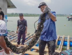 Model Budidaya Lobster di Batam Dongkrak Pendapatan Pembudidaya Kerang