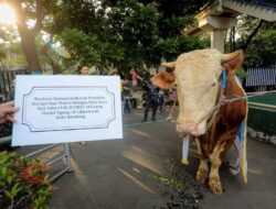 Wali Kota Pastikan Pelaksanaan Kurban di Bandung Berjalan Tertib, Sapi dari Presiden Disalurkan di Masjid Al Ukhuwah