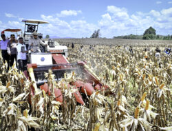 Presiden Prabowo Pimpin Panen Raya Jagung, Tegaskan Komitmen Indonesia Jadi Lumbung Pangan Dunia