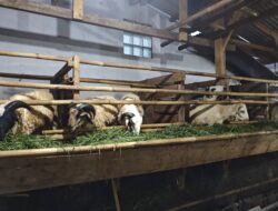 Domba Berkualitas dan Harga Terjangkau, Lembu Mesir Legonkulon Jadi Rekomendasi Warga Pantura