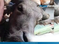 Bukan Sekadar Ritual! Ini Makna Daging Munding di Ruwatan Bumi Banceuy
