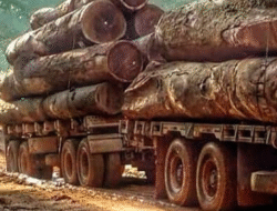 Gakkum Kementerian Kehutanan Gagalkan Pengangkutan Kayu Ilegal di Ketapang, Kalimantan Barat