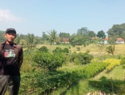 Dari Sindangwangi Majalengka, UD. Mitra Tani Hadirkan Bibit Terlaris ke Pasar Nasional!