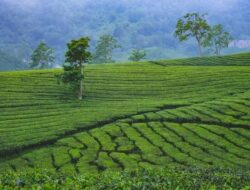 10 Wisata Favorit di Subang yang Sayang untuk Dilewatkan