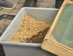 Maggot Jadi Tabungan, Inovasi Warga Cokrodiningratan Kelola Sampah Organik