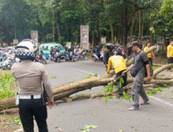 Satlantas Polres Subang Bergerak Cepat Evakuasi Pohon Tumbang di Jalan Rangga Wulung