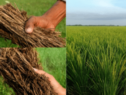 Bobibos, Bahan Bakar Karya Anak Bangsa yang Siap Angkat Ekonomi Petani