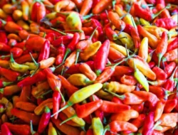Harga Pangan Stabil, Cabai Rawit Turun Paling Tajam