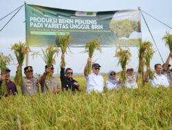 Sinergi Riset dan Industri, Benih Padi Unggul di Subang