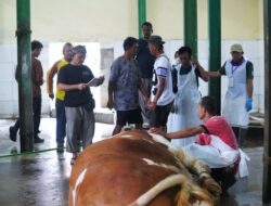 Sapi Qurban Presiden Disembelih di RPH Subang