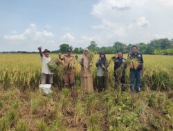 Lahan Petani Juntikedokan Catat Produktivitas Tinggi, 13,92 Ton/Ha GKP
