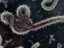 WHO Tetapkan Darurat Ebola, RI Perketat Pengawasan