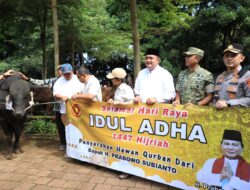 Bogor Terima Sapi Kurban 1,2 Ton dari Prabowo