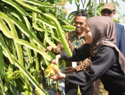 Buah Naga Kuning Jadi Ikon Agrowisata Kuningan