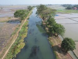 Kekeringan Sawah Pebayuran, Ribuan Hektare Lahan Terdampak